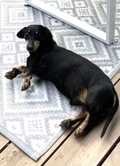 Arco, schwarzer Dackel, wird vermisst (Foto: privat) Arco, schwarzer Dackel, wird vermisst (Foto: privat)