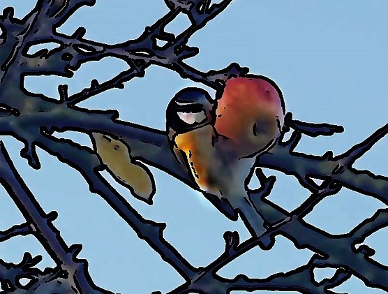Blaumeise am Apfelbaum (Foto: S.Staubitz)