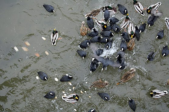 Entenfütterung (Foto: Hans-Jürgen Schmidt) Entenfütterung (Foto: Hans-Jürgen Schmidt)