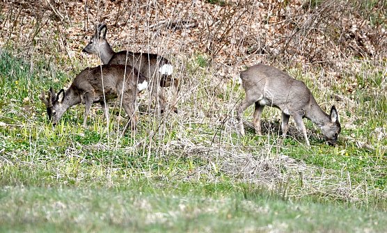 Rehwild (Foto: Rals Sikorski)