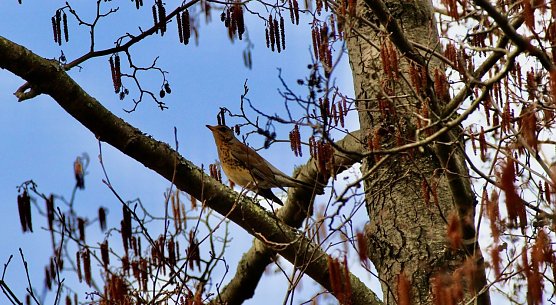 Wacholderdrossel (Foto: Eva Maria Wiegand) Wacholderdrossel (Foto: Eva Maria Wiegand)