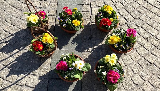 Blumenschalen auf dem Sondershäuser Wochenmarkt (Foto: Eva Maria Wiegand) Blumenschalen auf dem Sondershäuser Wochenmarkt (Foto: Eva Maria Wiegand)