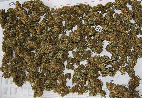 Ernte beschlagnahmt (Foto: Polizei)