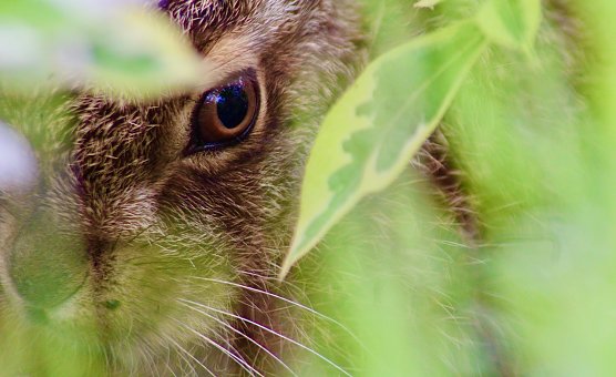 Hase im Versteck (Foto: Eva Maria Wiegand) Hase im Versteck (Foto: Eva Maria Wiegand)