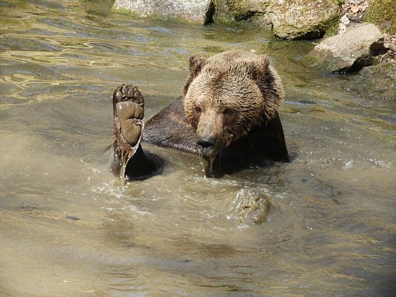 Fr&uuml;hlingserwachen im B&auml;renpark Worbis (Foto: B&auml;renpark Worbis)