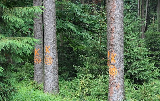 Geschädigte Bäume (Foto: ThüringenForst- Dr. Horst Sproßmann) Geschädigte Bäume (Foto: ThüringenForst- Dr. Horst Sproßmann)