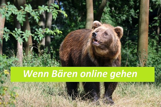 Den Bärenpark Worbis kann man jetzt auch online besuchen (Foto: Bärenpark Worbis) Den Bärenpark Worbis kann man jetzt auch online besuchen (Foto: Bärenpark Worbis)