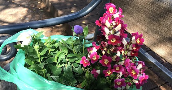 Freude an sch&ouml;nen Pflanzen (Foto: Symbolbild-Eva Maria Wiegand)