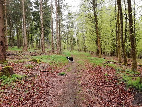 Es grünt so grün auf Sophienhofs Höhen (Foto: W. Jörgens) Es grünt so grün auf Sophienhofs Höhen (Foto: W. Jörgens)