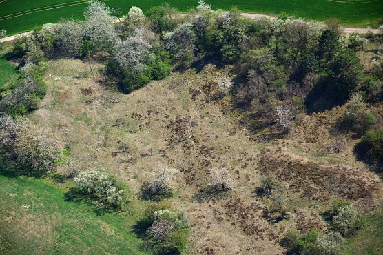 Heidefläche auf den Pfaffenköpfen bei Steigerthal (Foto: Detlef Stremke) Heidefläche auf den Pfaffenköpfen bei Steigerthal (Foto: Detlef Stremke)