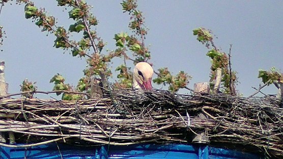 St&ouml;rche am Helmestausee (Foto: Ulrich Reinboth)