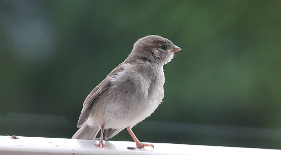 Wer piept denn da? (Foto: Eva Maria Wiegand)