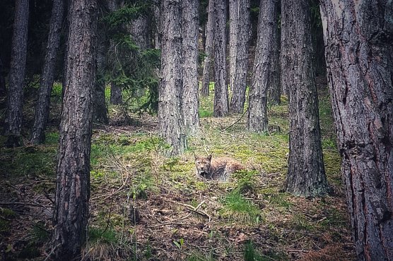 Wieder heimisch, aber einsam: der Luchs (Foto: Dirk Rudat)