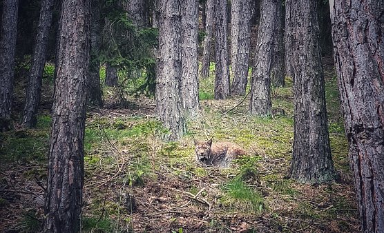 Der Luchs ist auch in Th&uuml;ringen wieder heimisch (Foto: Dirk Rudaz)