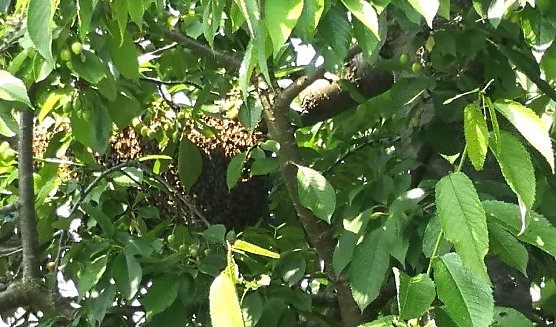 Wildbienen im Obstbaum  (Foto: Thomas Leipold aus Sondershausen)