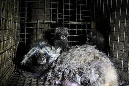 Marderhunde in einem kleinen Käfig auf einer Pelzfarm in Polen (Foto: Otwarte Klatki) Marderhunde in einem kleinen Käfig auf einer Pelzfarm in Polen (Foto: Otwarte Klatki)