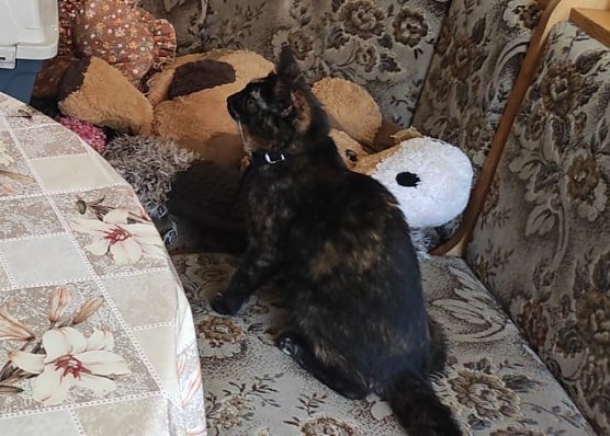 Wer hat Purzel gesehen? (Foto: S. Dietzel) Wer hat Purzel gesehen? (Foto: S. Dietzel)