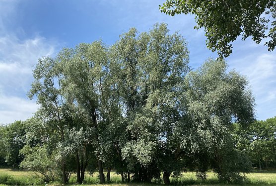 Am Zorgeufer in Nordhausen (Foto: oas)