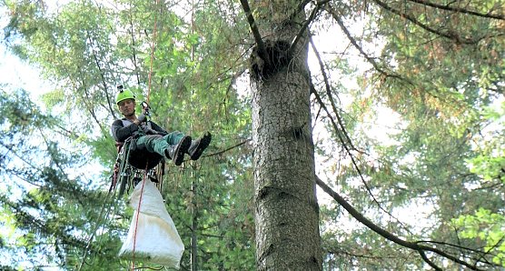Saatgut wird teilweise direkt in der Baumkrone gewonnen: Zapfenpfl&uuml;cker werden 2021 insbesondere Wei&szlig;-Tannen beernten   (Foto: Th&uuml;ringen Forst)
