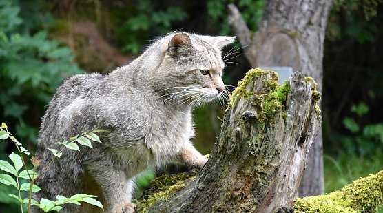 Wildkater Tocco in Hütschenroda (Foto: Marie Wand) Wildkater Tocco in Hütschenroda (Foto: Marie Wand)