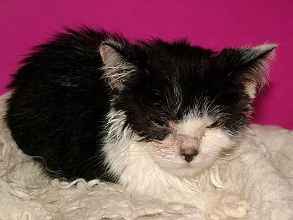 Beschlagnahmte Tiere aus Animal Hoarding F&auml;llen m&uuml;ssen im Tierheim oft m&uuml;hsam aufgep&auml;ppelt werden. (Foto: Tierschutzverein Birkenfeld)