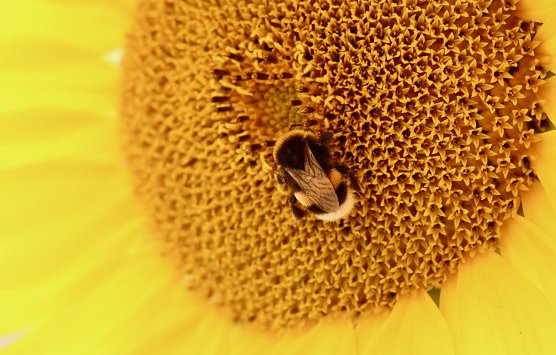 Tierische Tarnung (Foto: Eva Maria Wiegand) Tierische Tarnung (Foto: Eva Maria Wiegand)