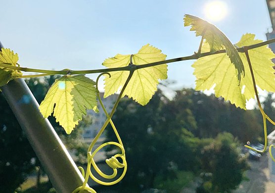 Sch&ouml;nes Herbstwetter ist in Aussicht (Foto: emw)