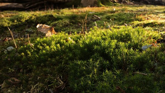 Wetterbild (Foto: agl)