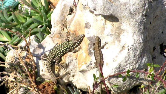 Gesch&uuml;tzte Zauneidechsen (Foto: Simionoff, Stadtrat)