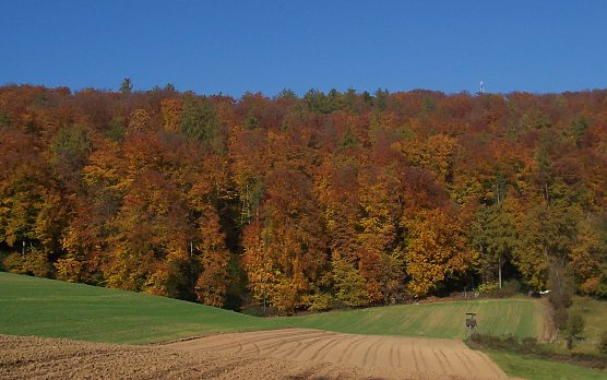 Herbstwald (Foto: oas)