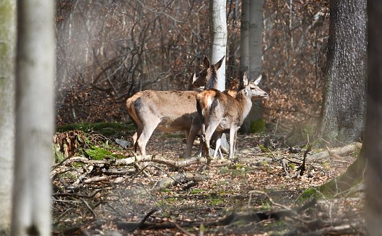 Wildtiere nutzen zur kalten Jahreszeit jede W&auml;rmequelle: In alle Richtungen sicherndes Rotwild in der Herbstsonne   (Foto: Ralph Sikorski)