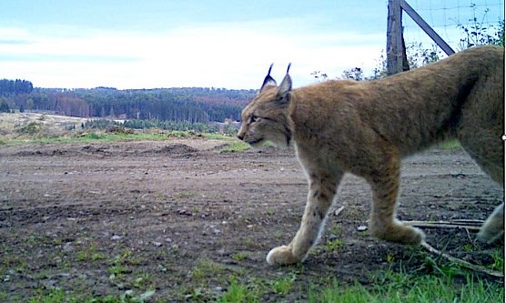 Luchs bei Ilfeld (Foto: Umweltministerium)
