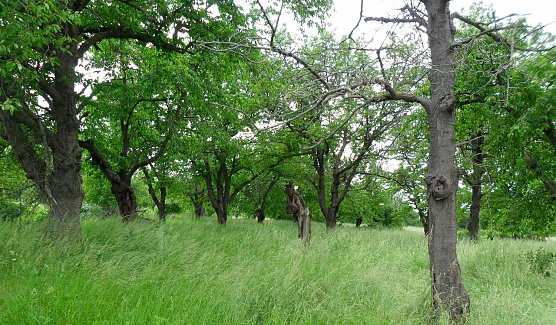 Streuobstwiese Rottleben (Foto: S.Staubitz)