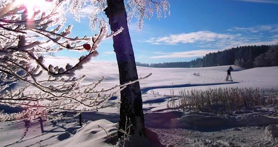 B&auml;ume trotzen den heimischen Wintertemperaturen mit unterschiedlichen &Uuml;berlebensstrategien (Foto: Horst Spro&szlig;mann)