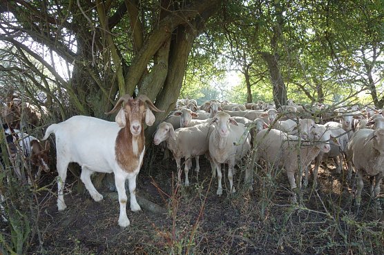 Die nat&uuml;rliche Beweidung mit Schafen und Ziegen wird auch 2022 gef&ouml;rdert (Foto: LPV S&uuml;dharz/Kyffh&auml;user)