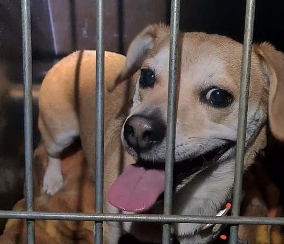 Der Mischling wurde bei Sturm und Regen in Sondershausen gefunden (Foto: S. Dietzel)
