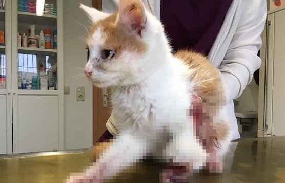 Verletzte Katze aus Abtsbesingen (Foto: Polizei)