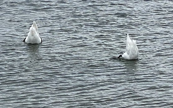 Am, auf und im Stausee (Foto: oas) Am, auf und im Stausee (Foto: oas)