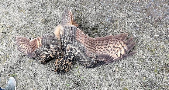 Toter Uhu heute Morgen unter einem Windrad bei Nentzelsrode (Foto: privat) Toter Uhu heute Morgen unter einem Windrad bei Nentzelsrode (Foto: privat)