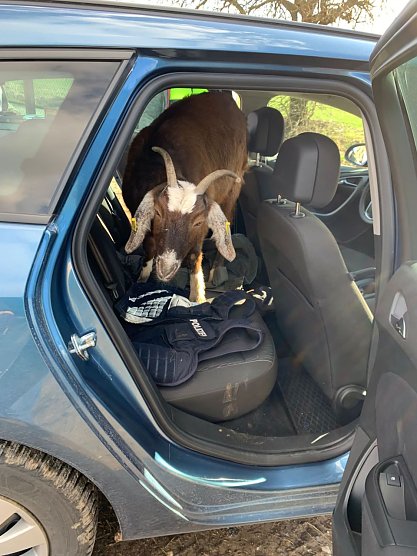 Polizisten in Nordth&uuml;ringen hatten es mit einem ungew&ouml;hnlichen Beifahrer zu tun (Foto: Landespolizeiinspektion Nordhausen)