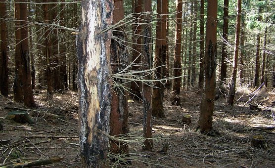 Verbiss- und Sch&auml;lsch&auml;den (Foto: Dr. Spro&szlig;mann)