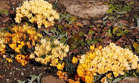 Krokusse recken ihre K&ouml;pfe (Foto: T. Leipold)