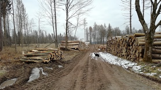 Kahlschlag bei Sophienhof im Harz. Heute bei -2 Grad und Windstille (Foto: W.J&ouml;rgens)