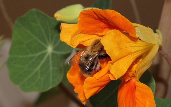 Bienengesundheit f&ouml;rdern (Foto: Eva Maria Wiegand)