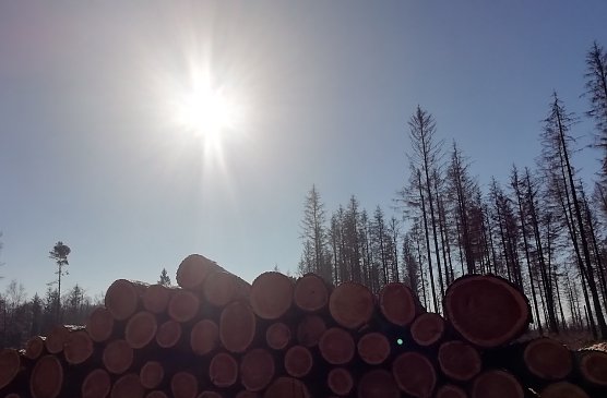 Nach Nachtfrösten gibt es jetzt Sonne satt in Sophienhof (Foto: W.Jörgens) Nach Nachtfrösten gibt es jetzt Sonne satt in Sophienhof (Foto: W.Jörgens)