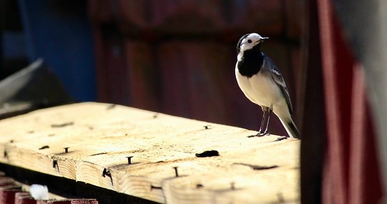 Bachstelze im Brutkleid (Foto: Eva Maria Wiegand) Bachstelze im Brutkleid (Foto: Eva Maria Wiegand)