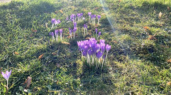 Der Fr&uuml;hling kommt weiter mit Nachtfr&ouml;sten  (Foto: oas)