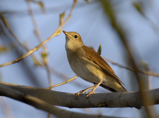 Nachtigall (Foto: Tom Dove) Nachtigall (Foto: Tom Dove)