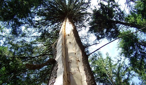 Für einen Schutzsuchenden wäre der Standort nahe am Baum tödlich gewesen (Foto: Horst Sproßmann) Für einen Schutzsuchenden wäre der Standort nahe am Baum tödlich gewesen (Foto: Horst Sproßmann)