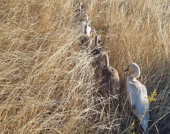 Diese Schwanenfamilie hatte heute Wandertag (Foto: Autobahnpolizei) Diese Schwanenfamilie hatte heute Wandertag (Foto: Autobahnpolizei)